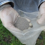 201803 clover seeds.jpg